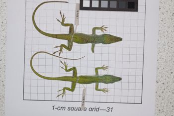 Media type: image;   Herpetology R-189079